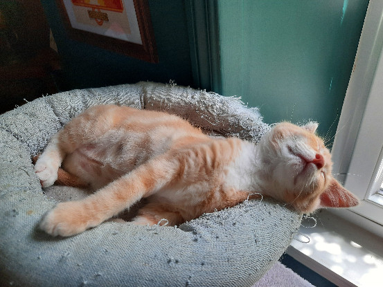 Adopter Brunswick
