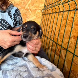 Adopter Avia