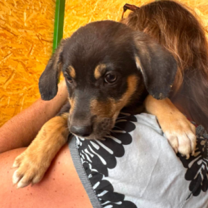 Adopter Avia