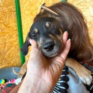 Adoption Avia