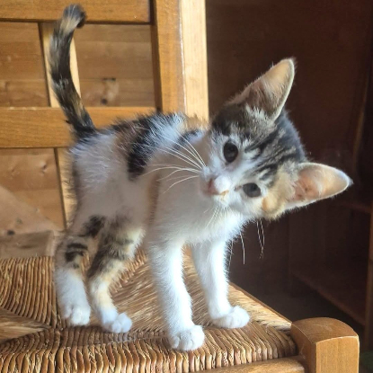 Adopter Tina
