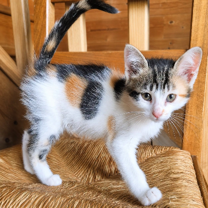 Adoption Tina
