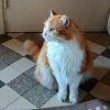 Feline