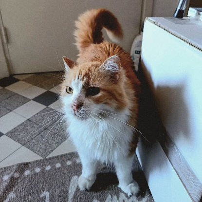 Adopter Feline