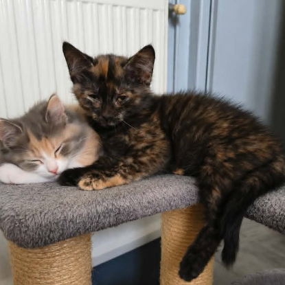 Adopter Zalia