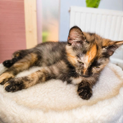 Adopter Zya