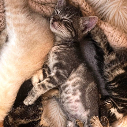 Adopter Kaïro