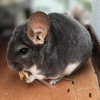 Bichette