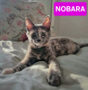 Nobara adoptable avec un chat déj