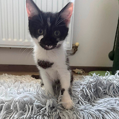 Adopter Brume