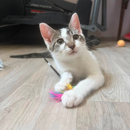 Adopter Bambou