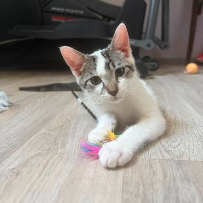 Adopter Bambou