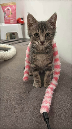Adopter Crayon