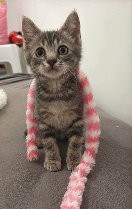 Adopter Crayon
