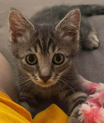 Adoption Crayon