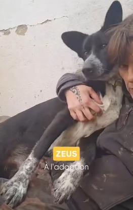 Adopter Zeus