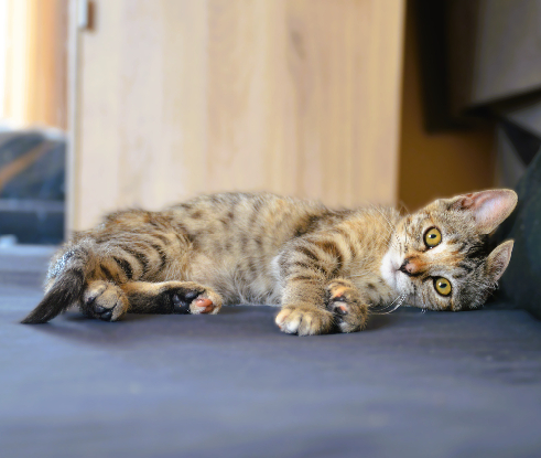 Adopter Nova