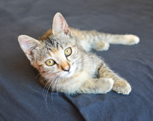 Adopter Nova