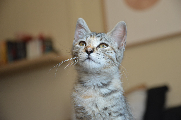 Adoption Nova