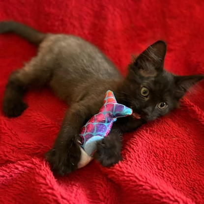 Adopter Baghera