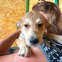 Adopter  chien : Laska