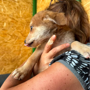 Adopter Laska