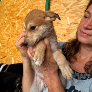 Adopter Laska