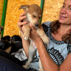 Adoption Laska