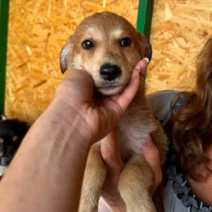 Adoption Laska