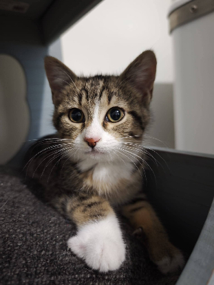 Adopter Dune