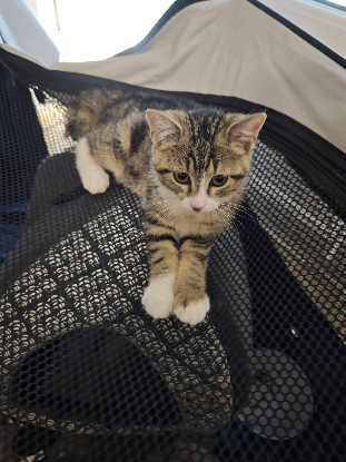 Adopter Dune