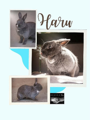 Adopter Haru