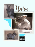 Adopter  lapin : Haru