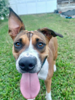 Adopter  chien : Nami