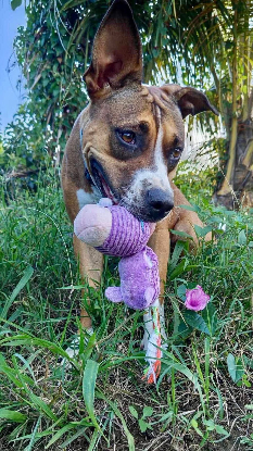 Adopter Nami