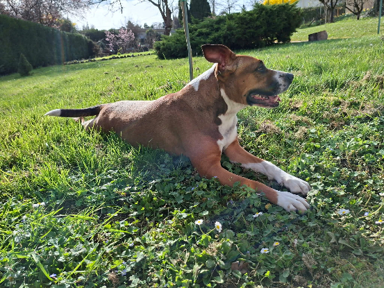 Adoption Nami