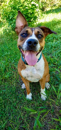 Adoption Nami