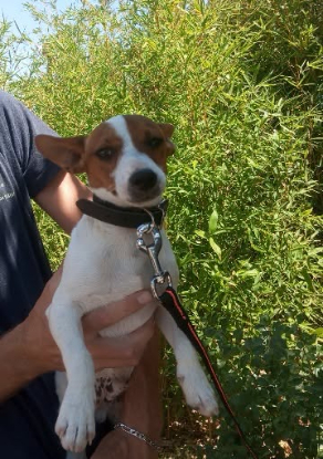 Adopter Oscar