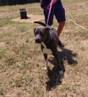 Adopter  chien : Skat et coluche