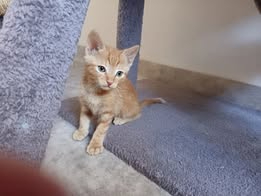 Adoption Bandit