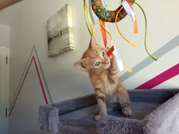 Adopter Bandit