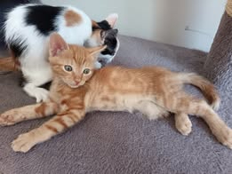 Adopter Bandit