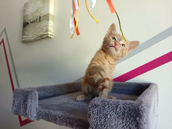 Adopter Bandit