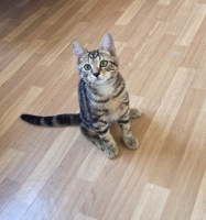Adopter  chat : Milo