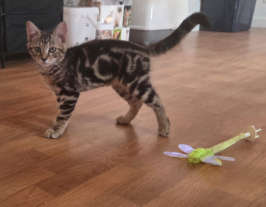 Adopter Milo