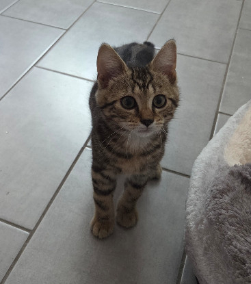 Adopter Milo