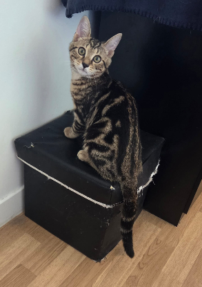 Adoption Milo