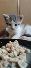 Adopter Biscotte