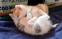 Adopter Biscotte