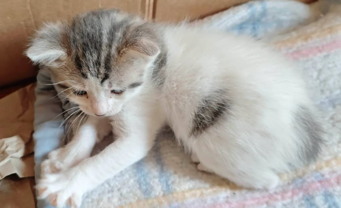 Adopter Biscotte
